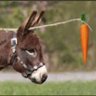 A Carrot Called Indy profil fotoğrafı