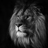 🇲🇦🇵🇸القعقاع's profile picture