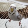 Profilbild von birbenbirsen