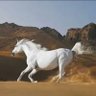 Фото профиля abdulaziz alali