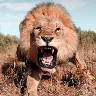 LionExpose!'s profile picture