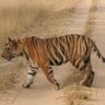 Tiger Awareness 的头像