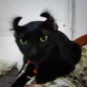 อย่าหมิ่นแมวกู 的头像
