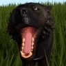 Doggo's profile picture