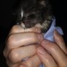 Carla St Clair/ Mumblesqueak Rescues's profile picture