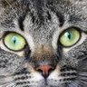 Polly Tickal profil fotoğrafı