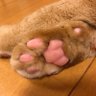 まんぷくさん 的头像