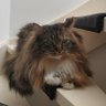 Olivia Zhu's profile picture
