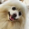 🐶😃🌈ポメラニアンティナ坊🌈FOREVER🐶's profile picture