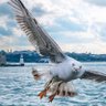 Karagöz profil fotoğrafı