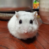 ホソ's profile picture