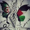 khalifa131❤️🇩🇿🥀🇵🇸❤️ 的头像