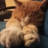 Profilbild von Grifone