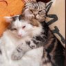 Profilbild von Bao & Cassie