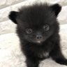 チワポメ profil fotoğrafı