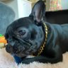 XiaoJin profil fotoğrafı
