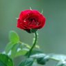 Фото профиля El Danguan
