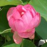 Фото профиля いくらどん🌸