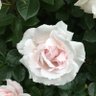 ãã¿ðª¶ð¹ð¶ð¹'s profile picture