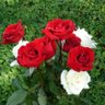 PALANISAMY (பழனிசாமி)'s profile picture