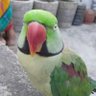 Mitu's profile picture