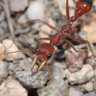 Panarthropod profil fotoğrafı