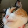 Profilbild von kitsuko