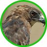 ファルコン🦅@大吉な期間工(3年目🐍)'s profile picture