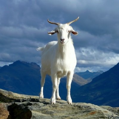 フィジカルコーチ🐐's profile picture