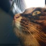 しゅんすけ profil fotoğrafı