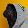 Ao profil fotoğrafı