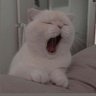 Фото профиля brrrrh
