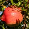 Delima Granatum🍉 profil fotoğrafı