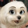 白犬 profil fotoğrafı