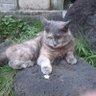 はつね うい profil fotoğrafı