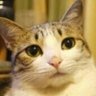Yesoyu profil fotoğrafı