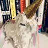 Profilbild von unicorn ennui