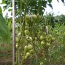 Фото профиля Musa Wayeni