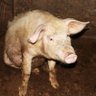Tout homme est un cochon qui sommeille profil fotoğrafı
