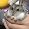 いちご🐹🍓💜 的头像