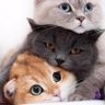 Фото профиля 叠猫猫