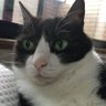 ニャンニャン's profile picture