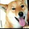 🇯🇵柴犬ハチ🇯🇵's profile picture