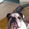 Golden's profile picture