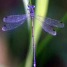 Фото профиля Libélula