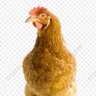 Ballot-Fed-Chicken profil fotoğrafı