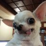 小吉 profil fotoğrafı