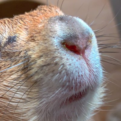 koyuki_2019's profile picture