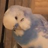 ほたて's profile picture