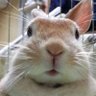 じぇんとる🐇 的头像